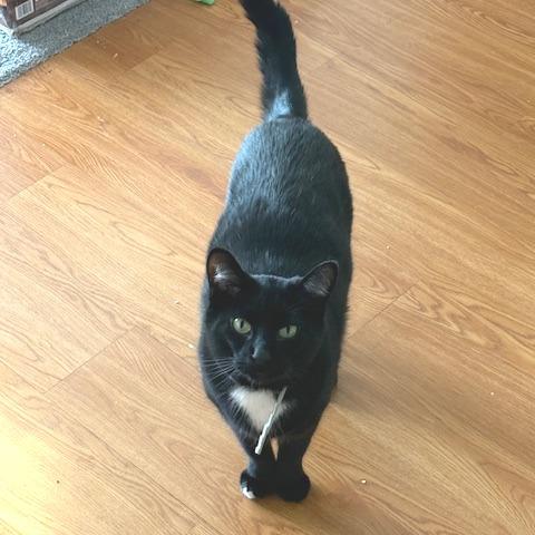 Coco, a Adoptable Domestic Short Hair in Novelty, OH image 2/4