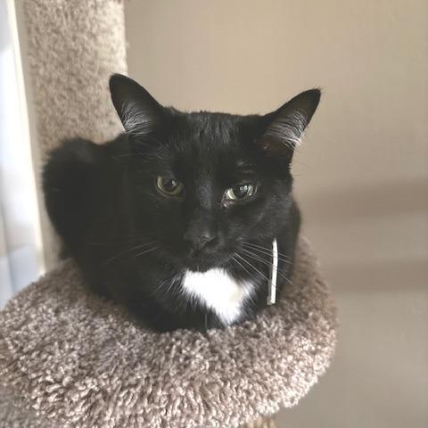 Coco, a Adoptable Domestic Short Hair in Novelty, OH image 3/4