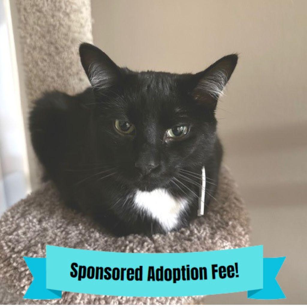 Coco, a Adoptable Domestic Short Hair in Novelty, OH image 4/4