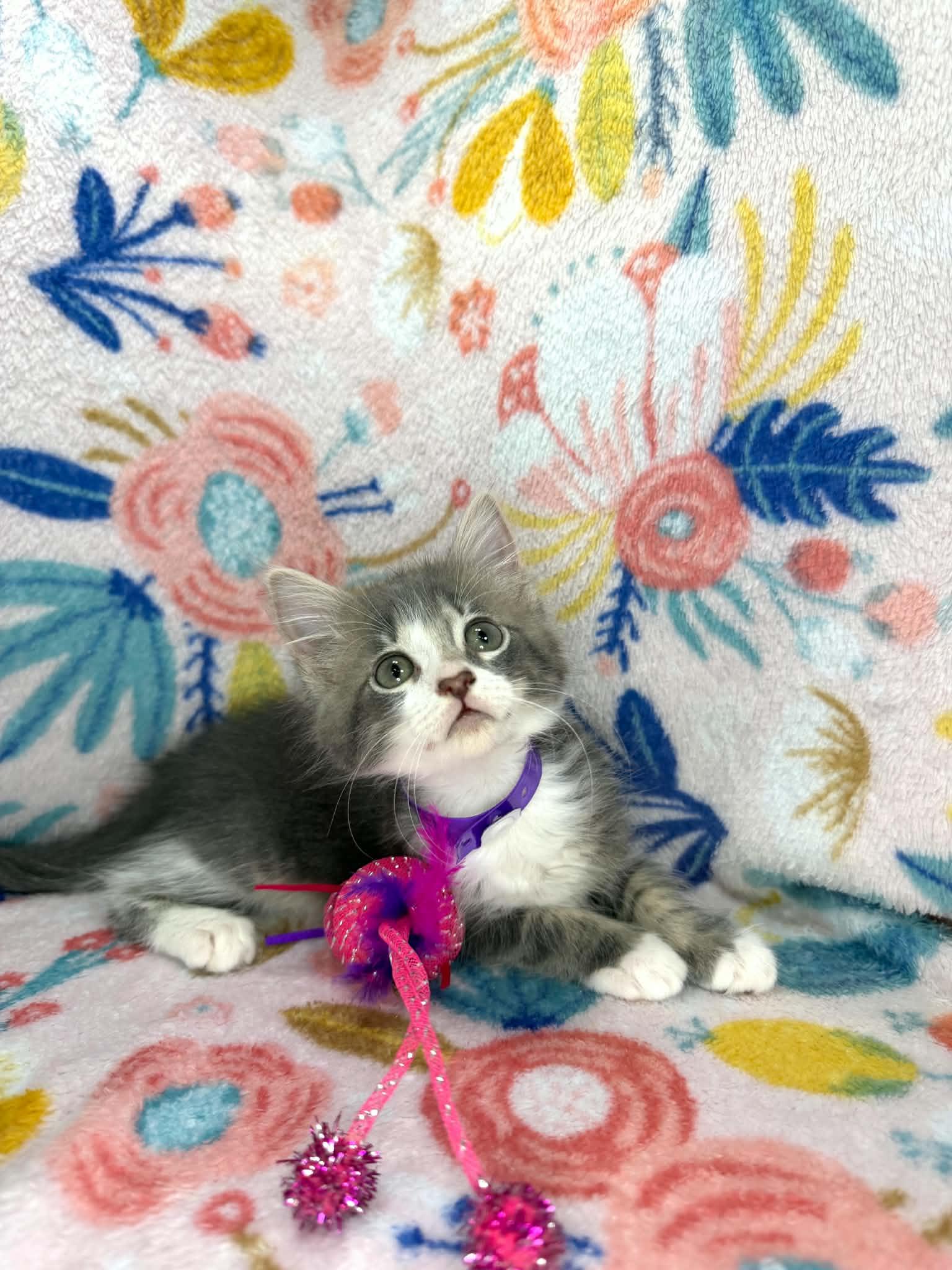 Francine, a ADOPTABLE Domestic Long Hair in Tavares, FL image 2/2