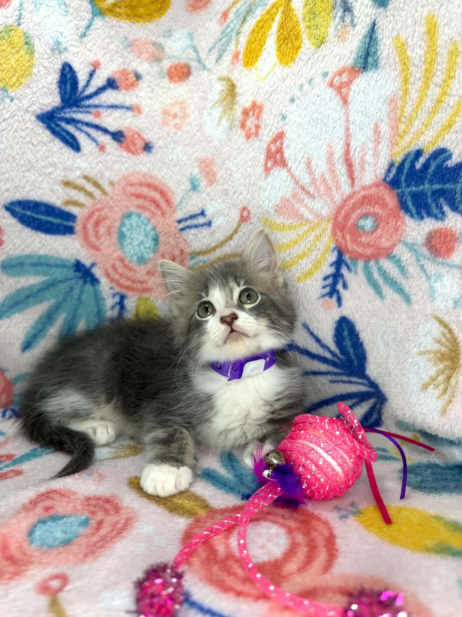 Francine, ADOPTABLE, Kitten Female Domestic Long Hair.