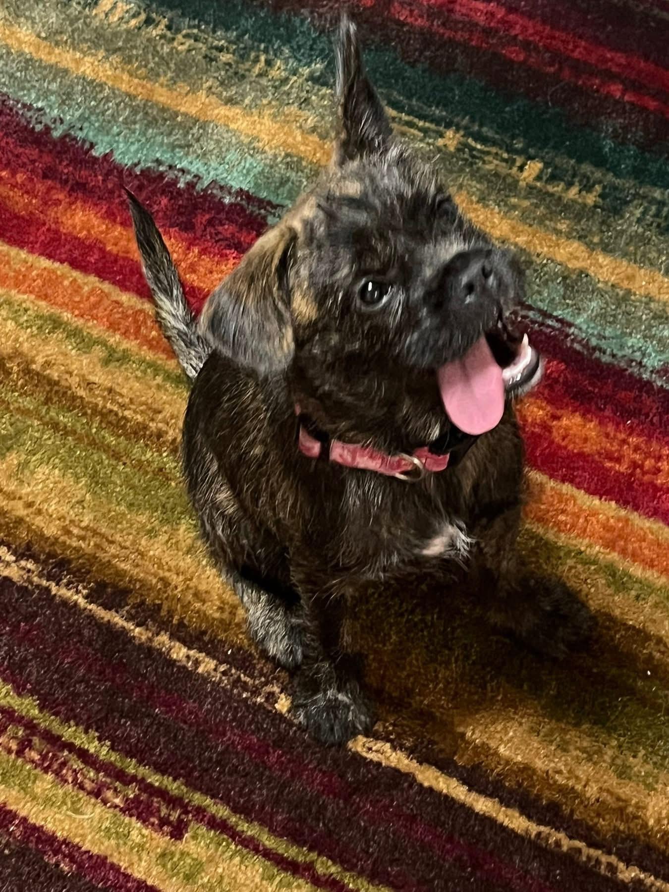 Pumpkin, adopted, Young Female Terrier.