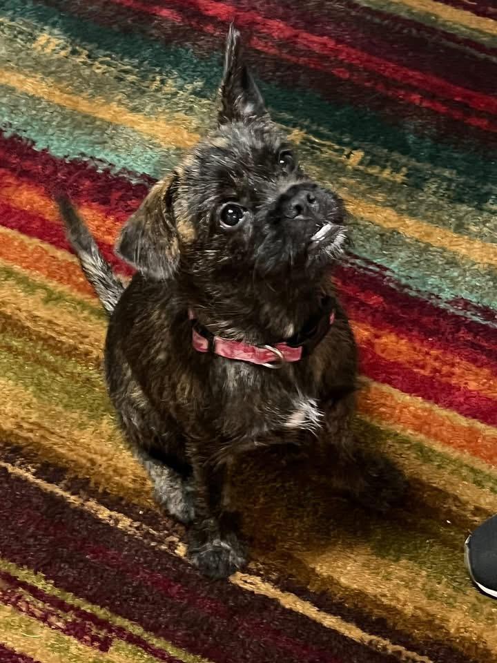 Pumpkin, an adopted mixed breed in Fort Worth, TX image 2/6