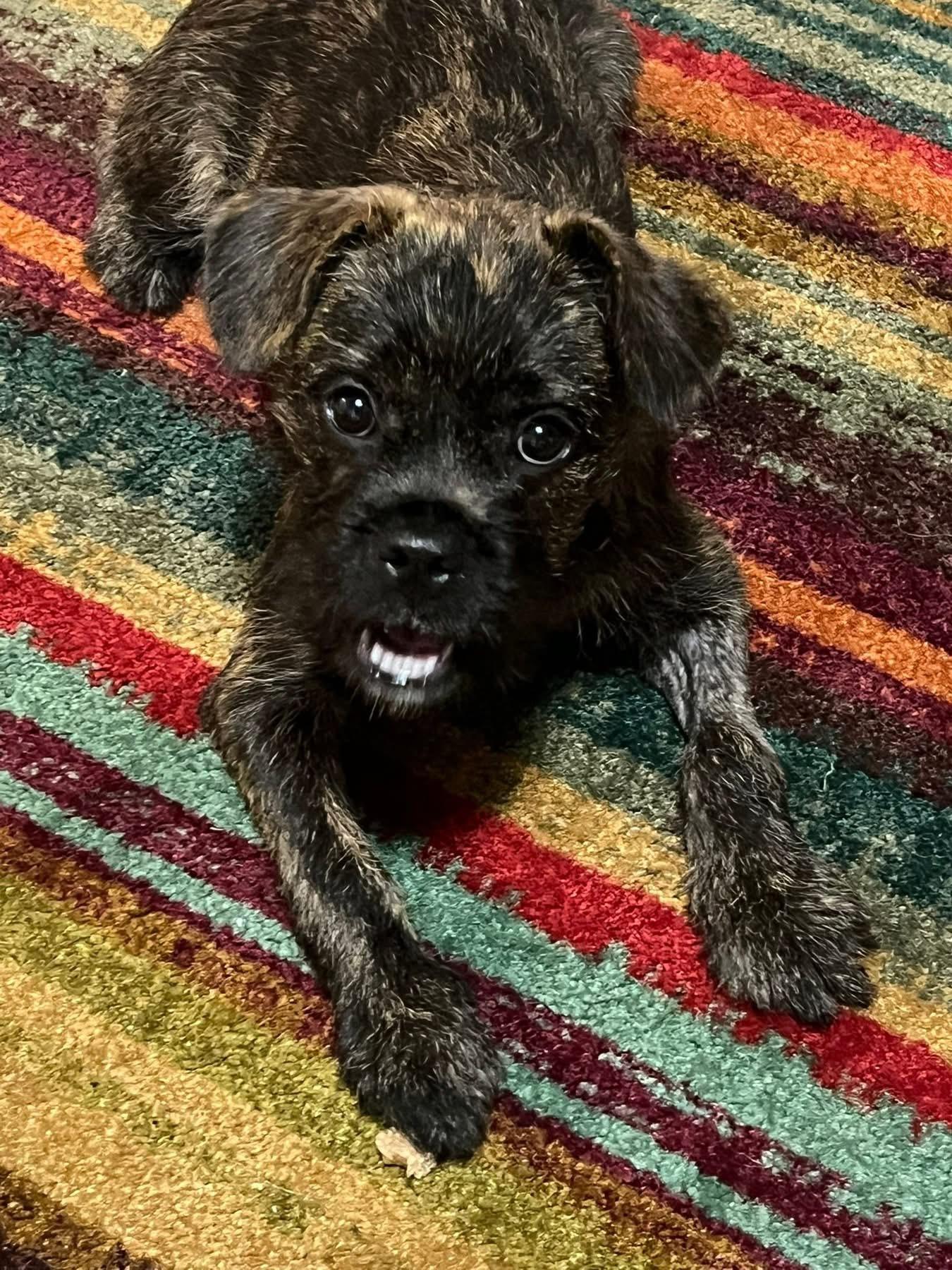 Pumpkin, an adopted mixed breed in Fort Worth, TX image 3/6