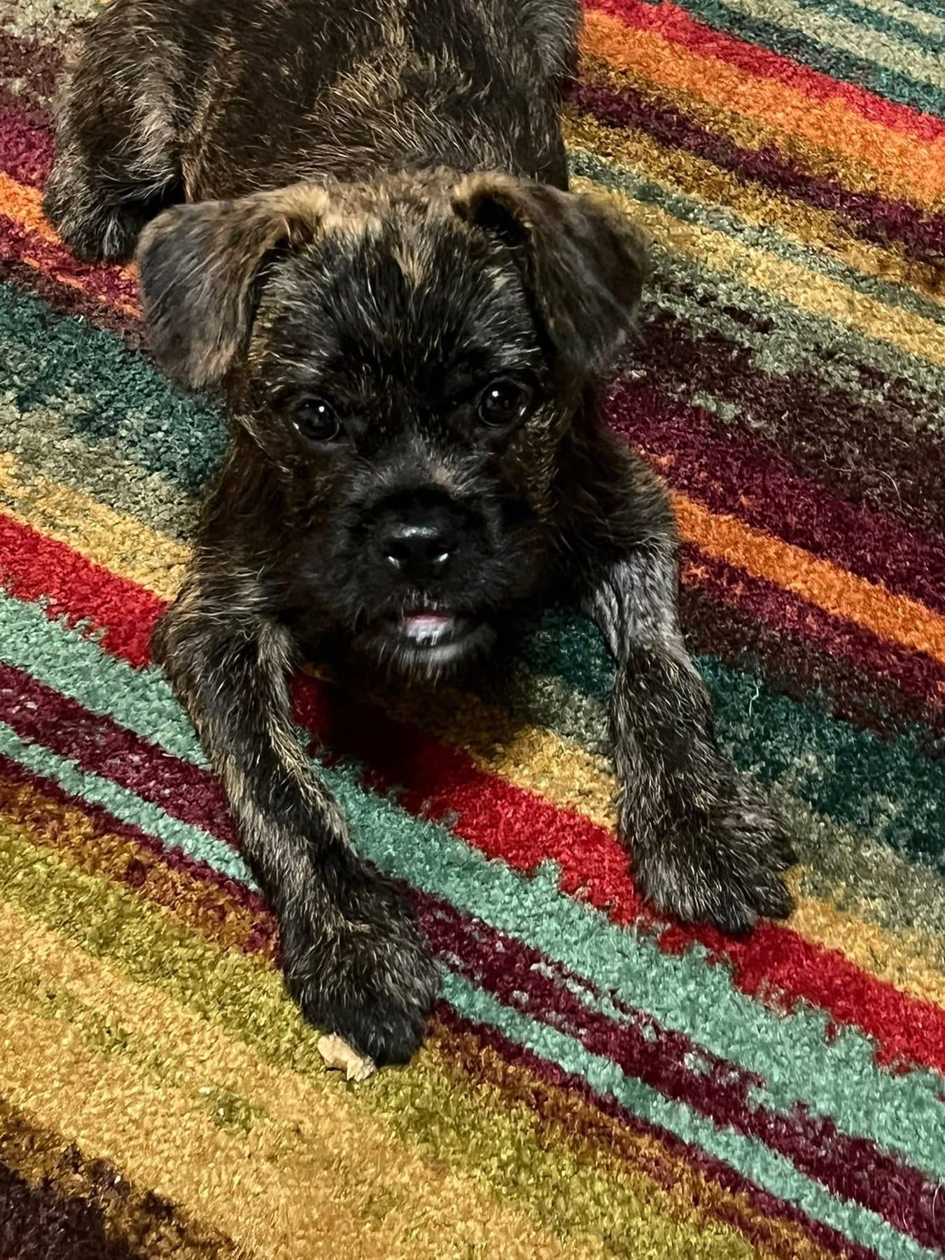 Pumpkin, adopted, Young Female Terrier.