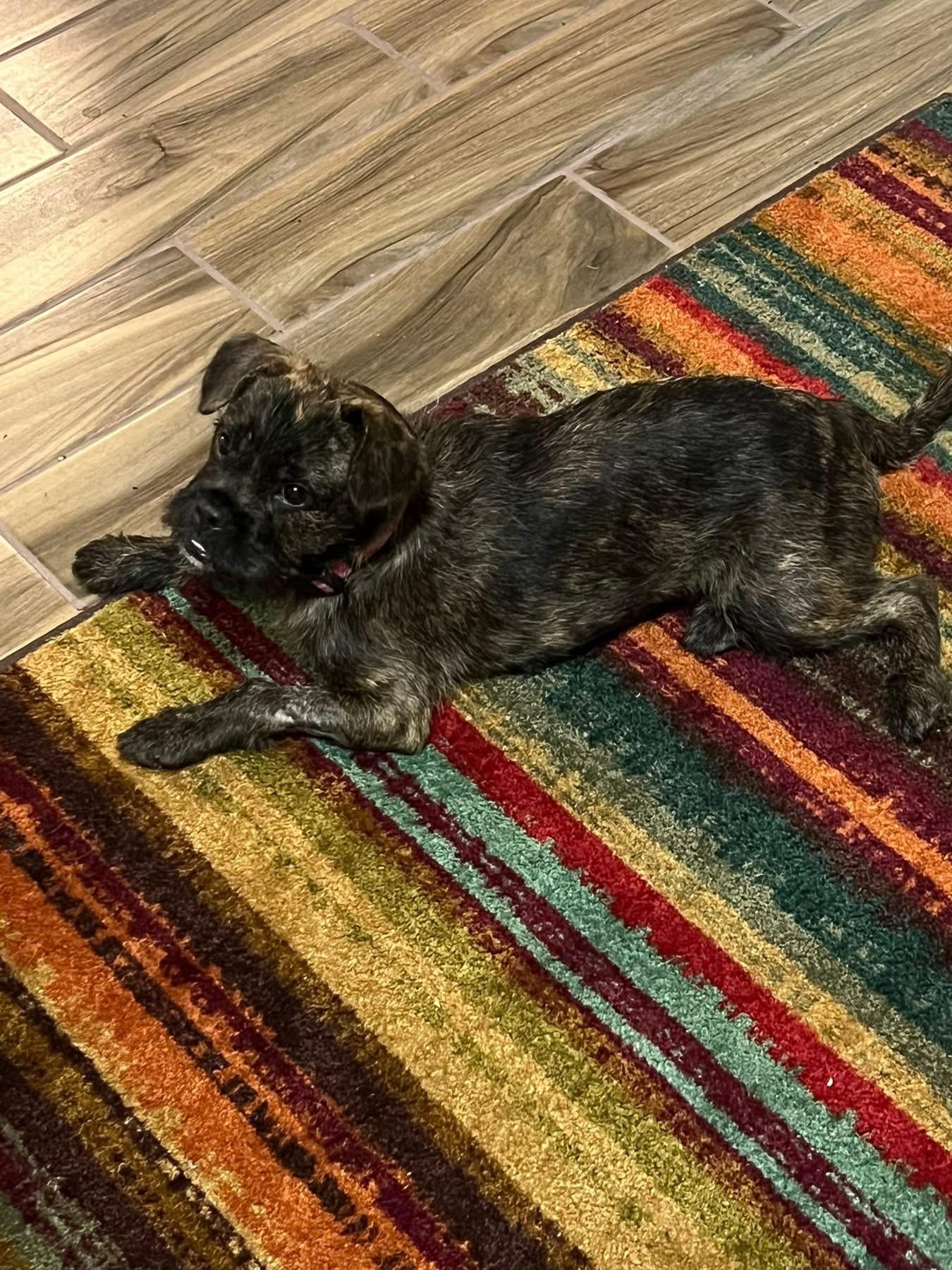 Pumpkin, an adopted mixed breed in Fort Worth, TX image 6/6