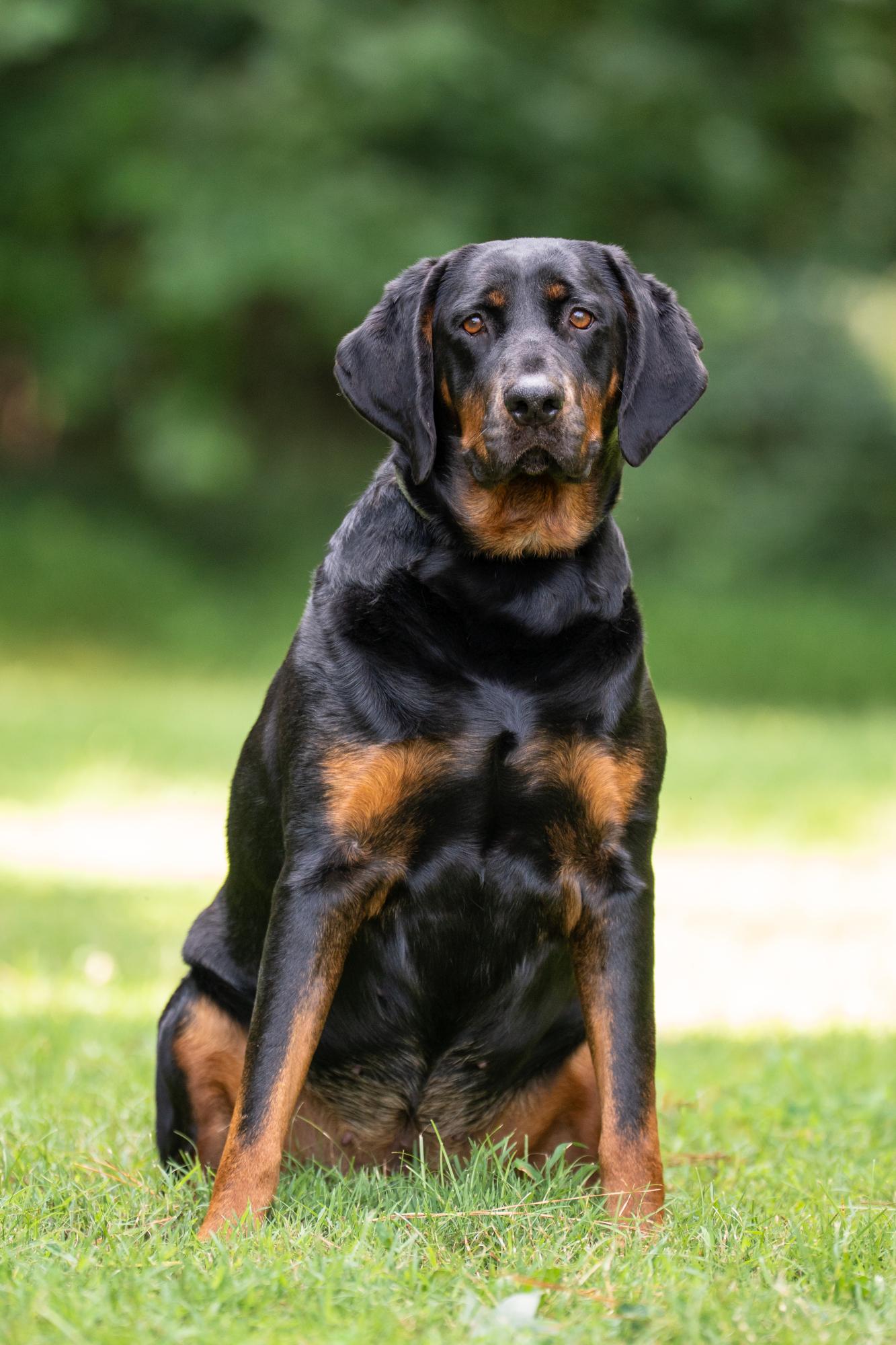 Bertha, a ADOPTABLE mixed breed in Ashland, VA image 2/5