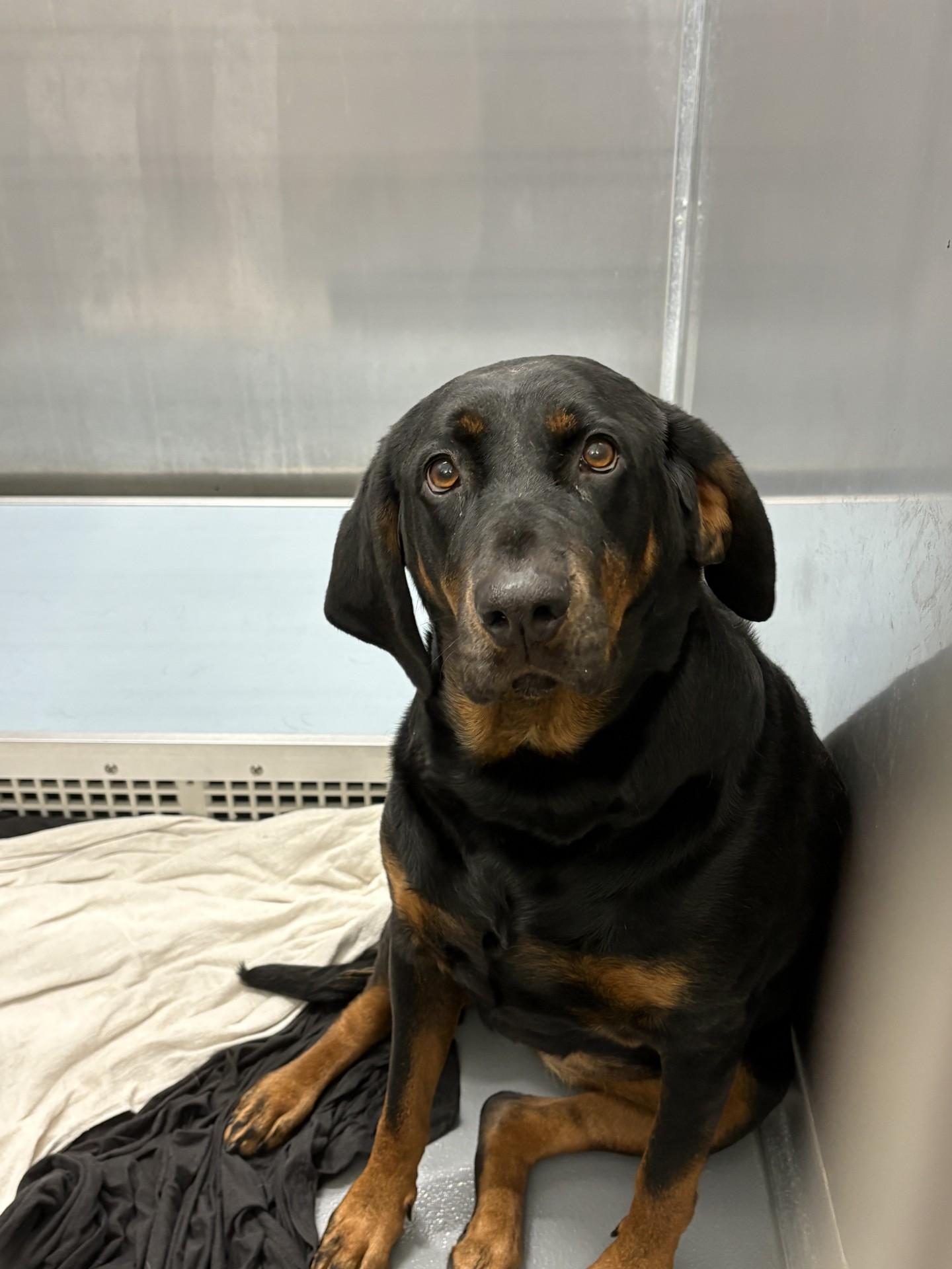 Bertha, a ADOPTABLE mixed breed in Ashland, VA image 4/5