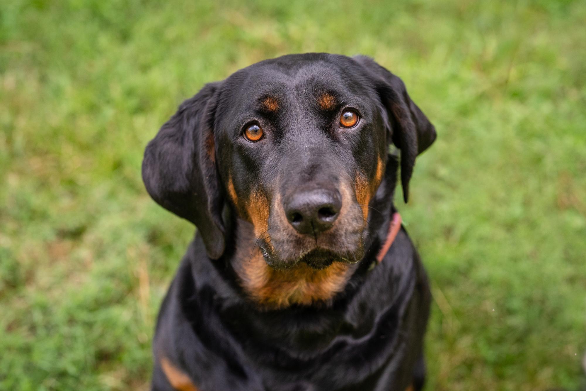 Bertha, ADOPTABLE, Adult Female Black and Tan Coonhound.