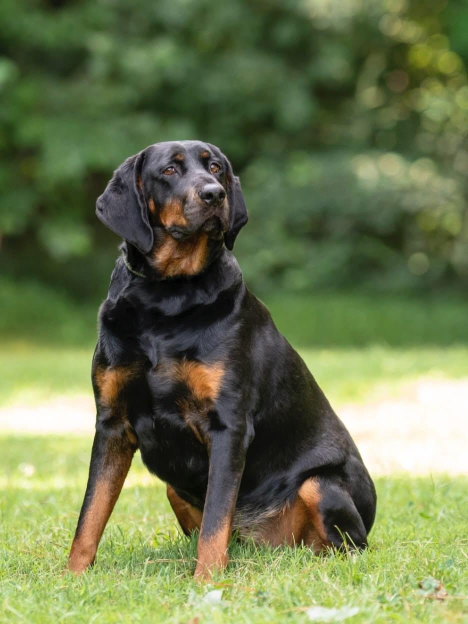 Bertha, a ADOPTABLE mixed breed in Ashland, VA image 3/5