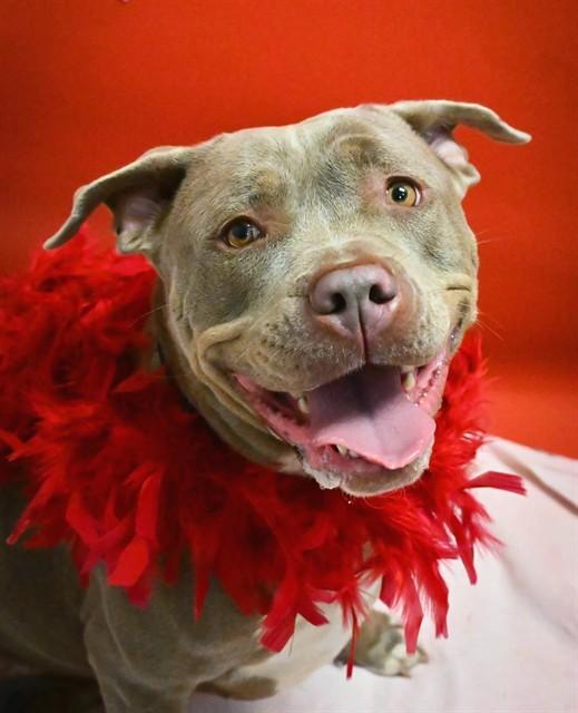 CASHMIERE, Adoptable, Adult Female Pit Bull Terrier & Mixed Breed.