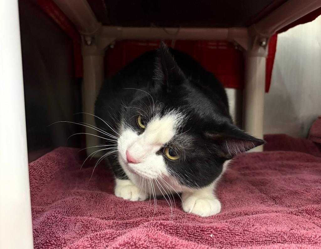 Enlarge Oreo, a Adoptable mixed breed in Gillette, WY image 1/1