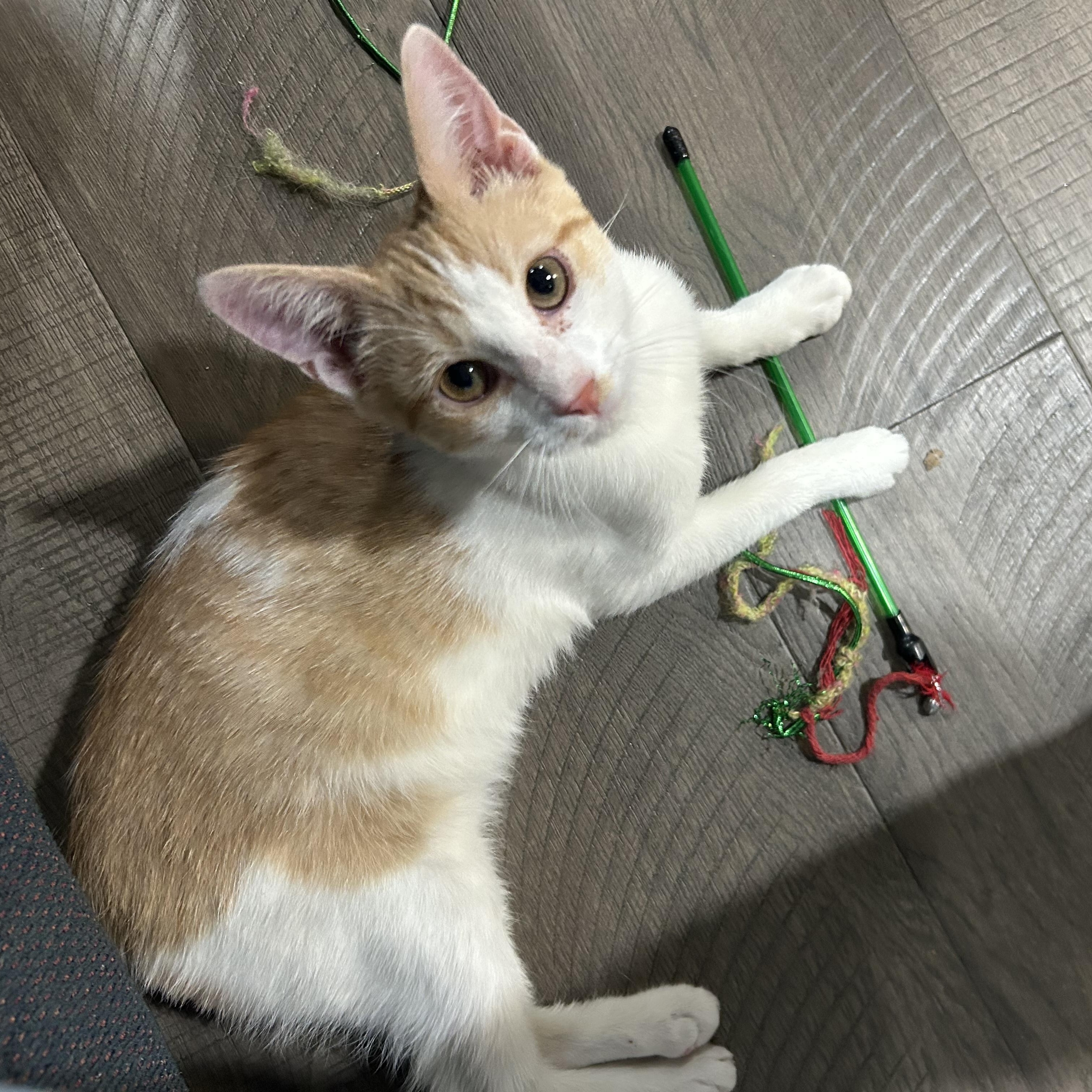 Enlarge Speedy, a ADOPTABLE Tabby in Richmond, VA image 5/6