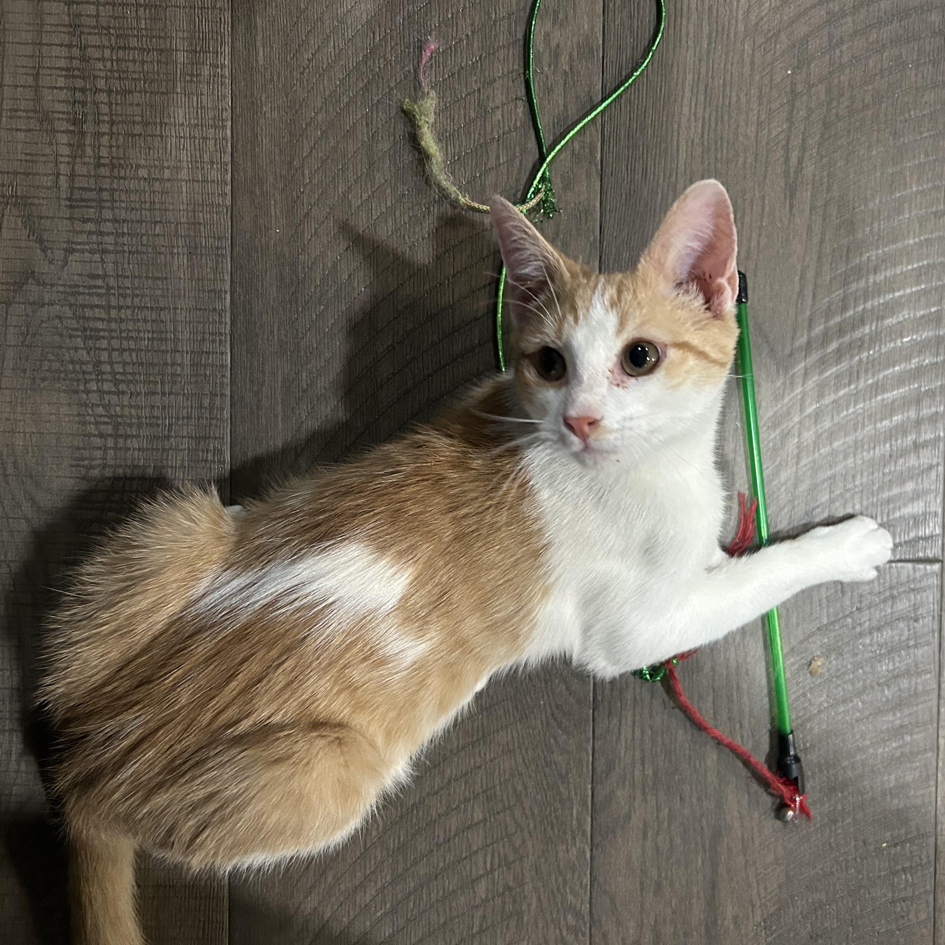 Enlarge Speedy, a ADOPTABLE Tabby in Richmond, VA image 2/6