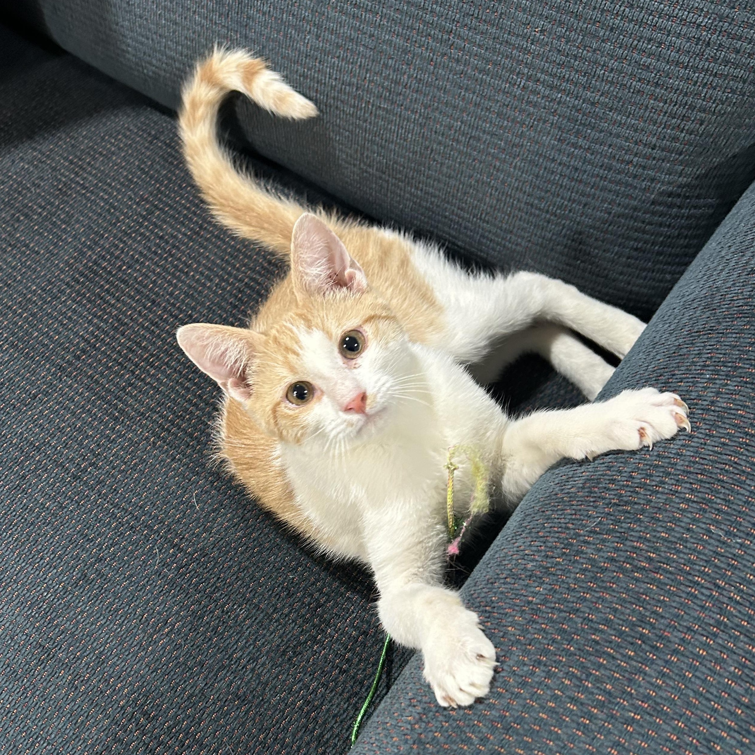 Enlarge Speedy, a ADOPTABLE Tabby in Richmond, VA image 4/6