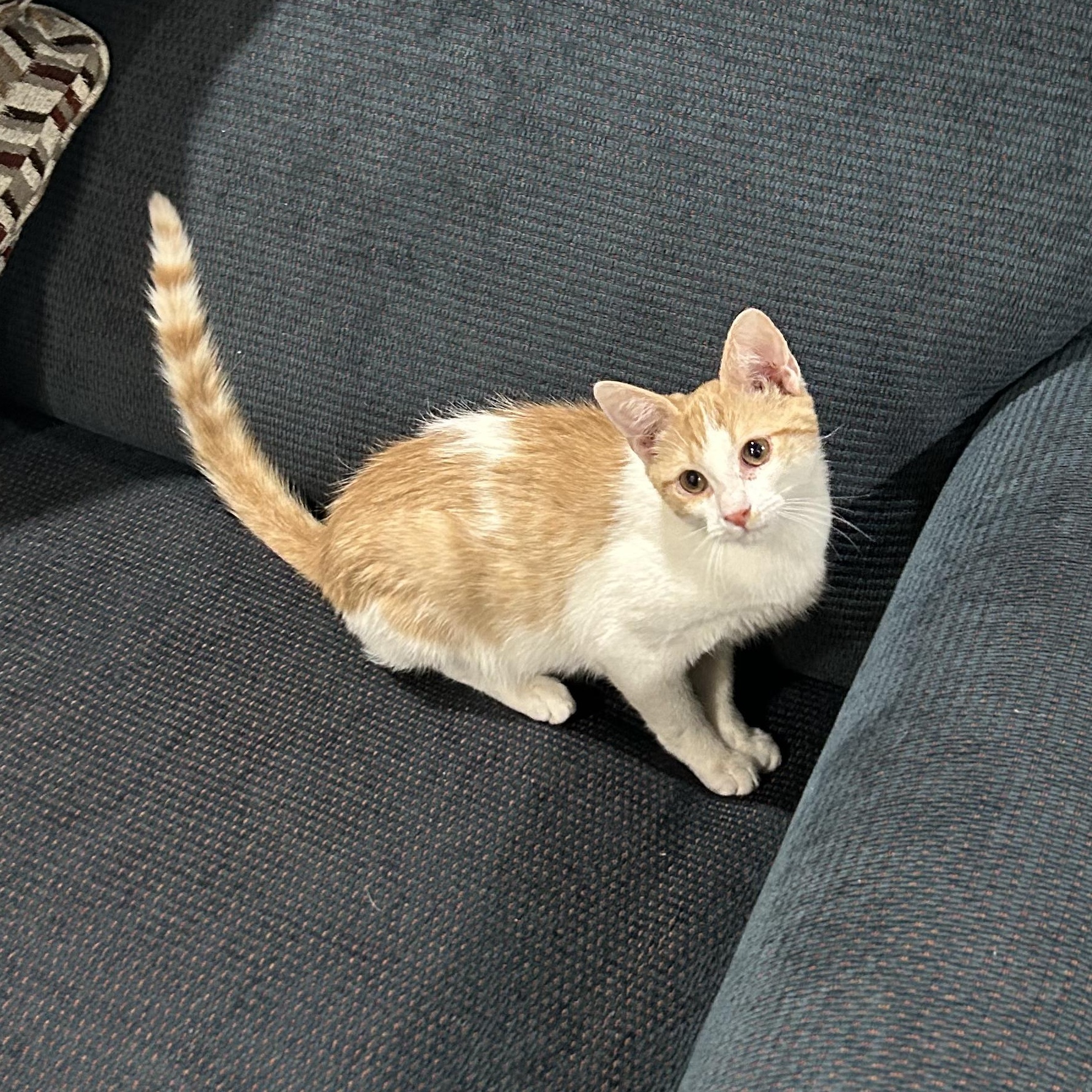 Speedy, ADOPTABLE, Young Male Tabby.