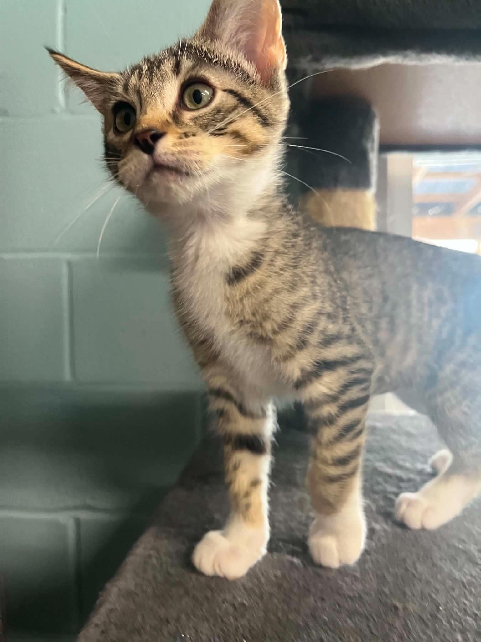 Shelly & Kelly, an adopted Domestic Short Hair in Warren, OH image 6/6