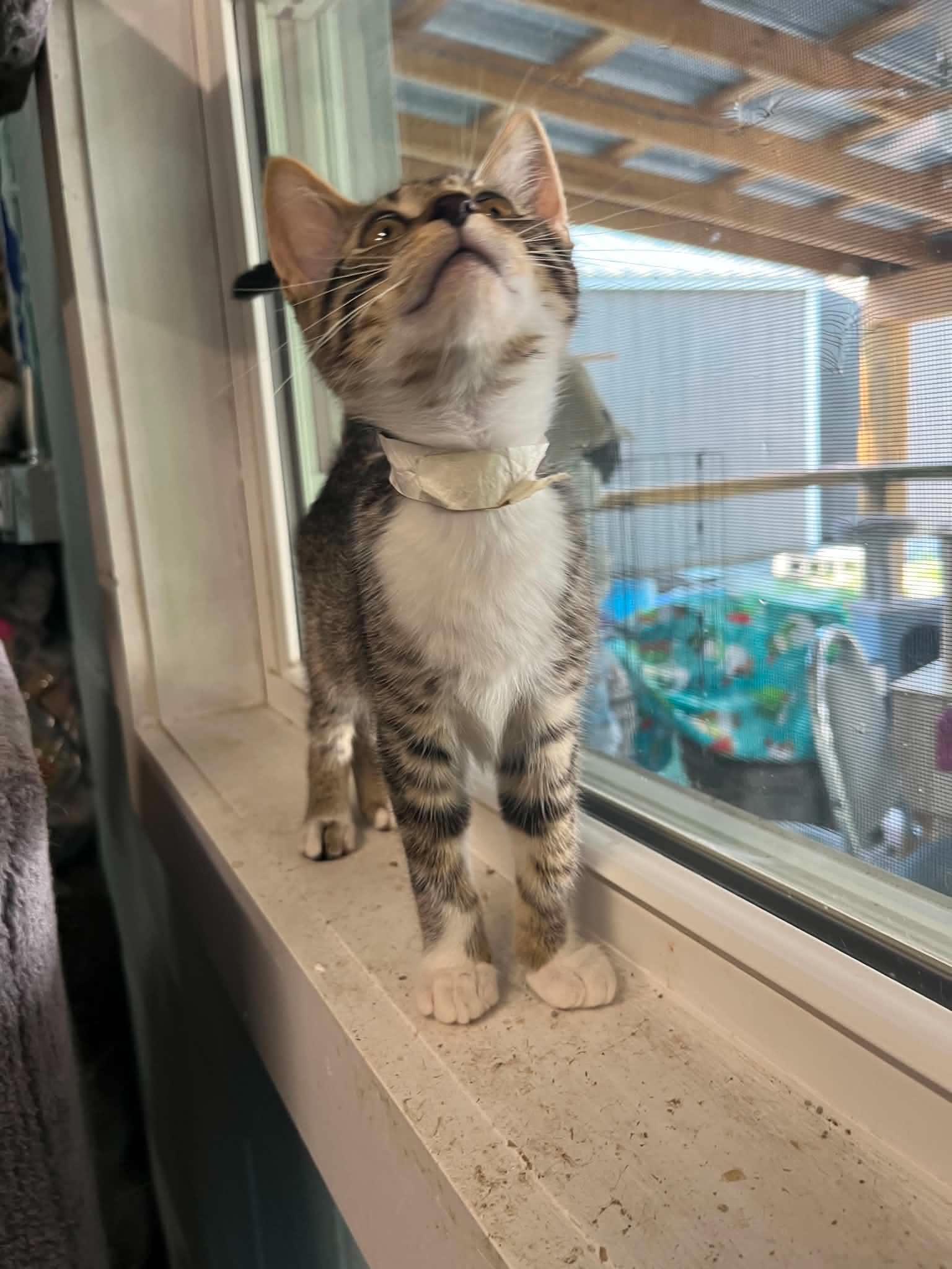 Shelly & Kelly, an adopted Domestic Short Hair in Warren, OH image 1/6