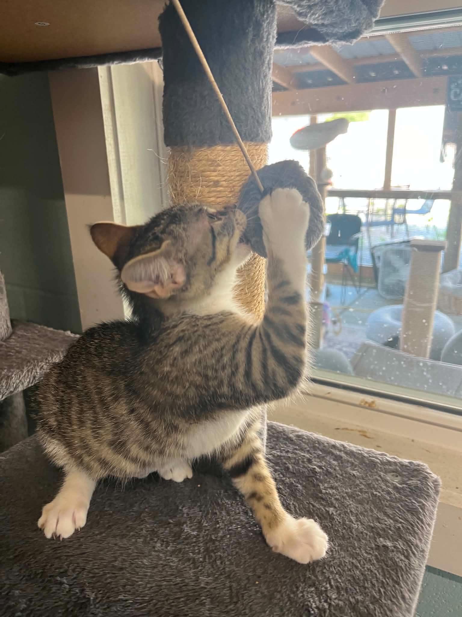 Shelly & Kelly, an adopted Domestic Short Hair in Warren, OH image 4/6