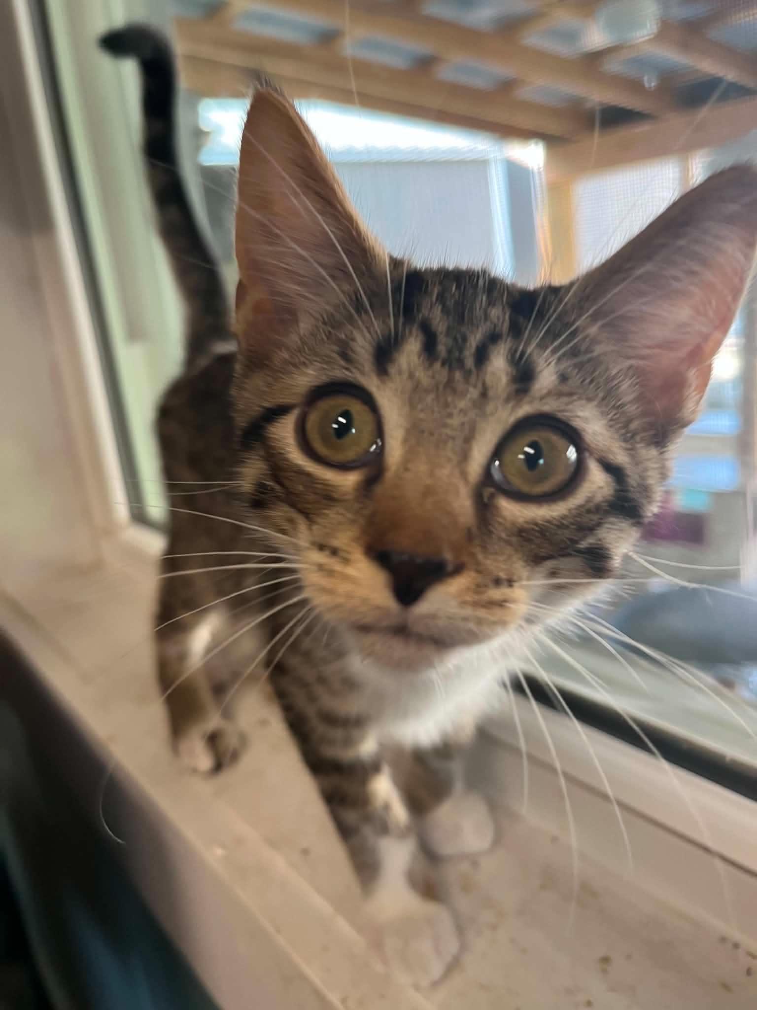 Shelly & Kelly, an adopted Domestic Short Hair in Warren, OH image 2/6