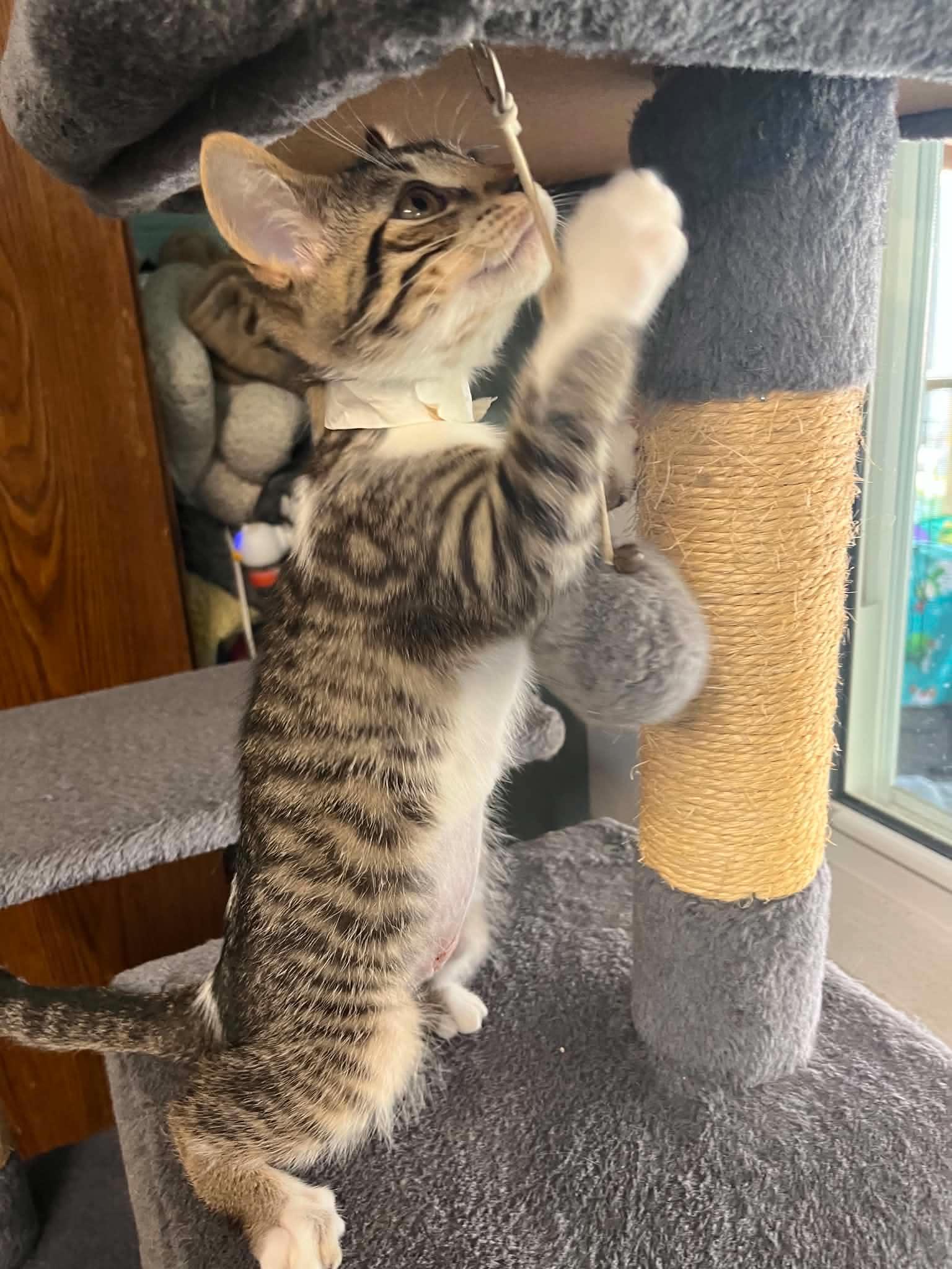 Shelly & Kelly, an adopted Domestic Short Hair in Warren, OH image 5/6