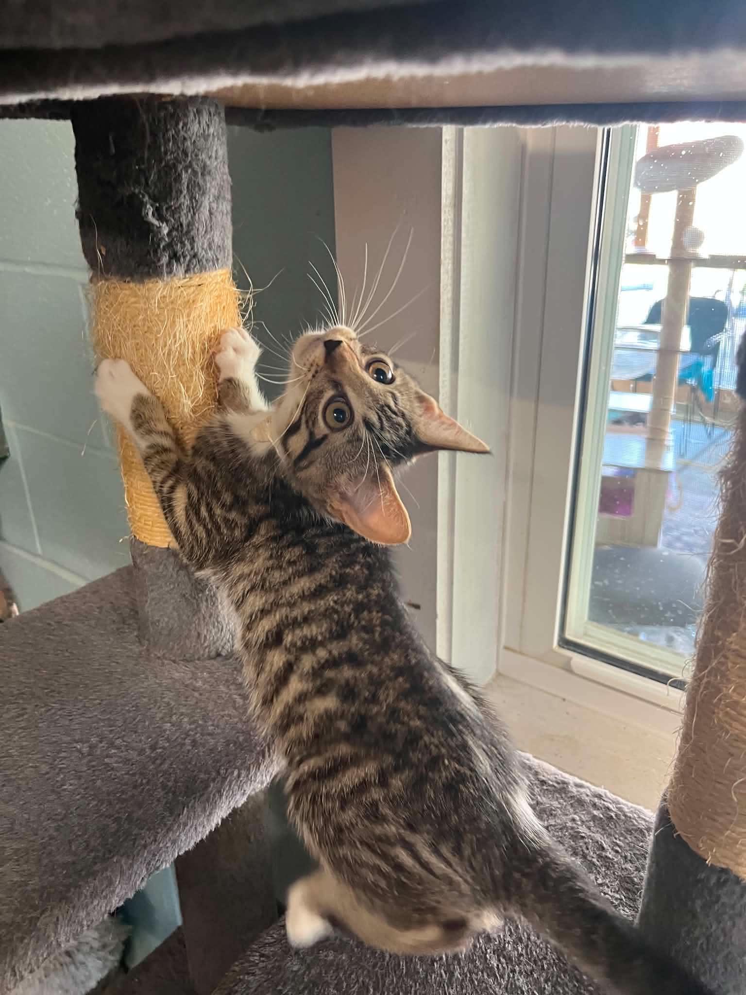Shelly & Kelly, an adopted Domestic Short Hair in Warren, OH image 3/6