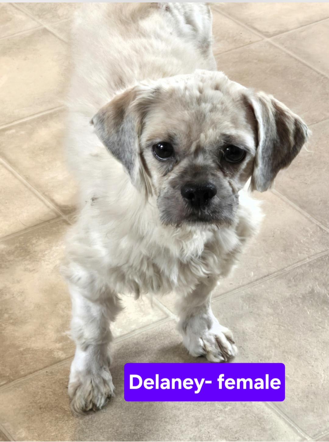 Enlarge Delaney, a ADOPTABLE mixed breed in Jamestown, ND image 1/1