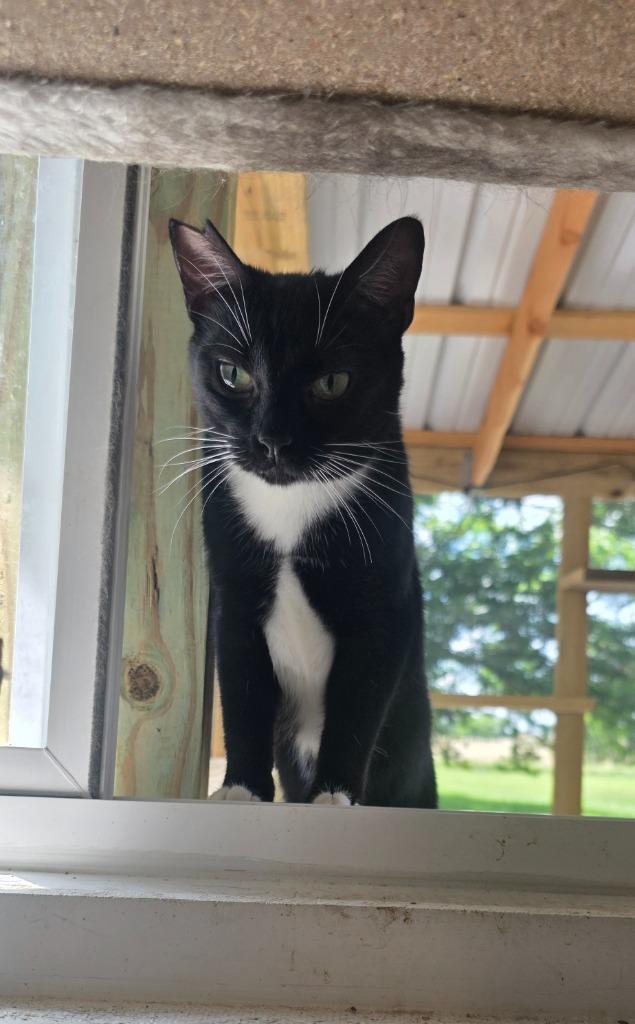 Stubby Sue, Adoptable, Kitten Female Domestic Short Hair.