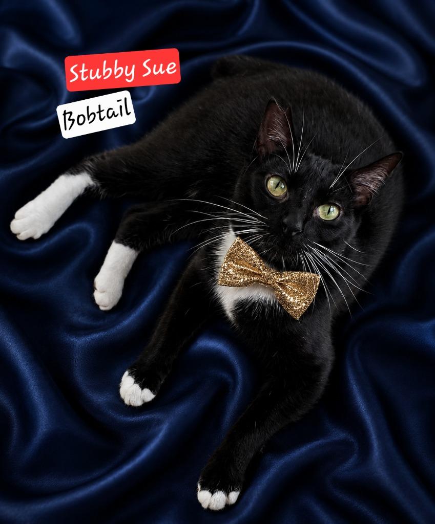 Enlarge Stubby Sue, a Adoptable mixed breed in Miami, OK image 3/5