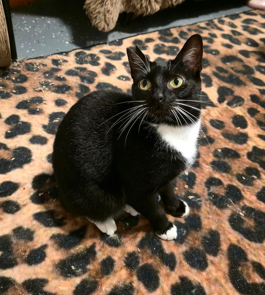 Enlarge Stubby Sue, a Adoptable mixed breed in Miami, OK image 4/5