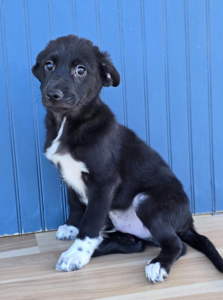 Enlarge Ernest, a Adopted mixed breed in Sedalia, CO image 1/6