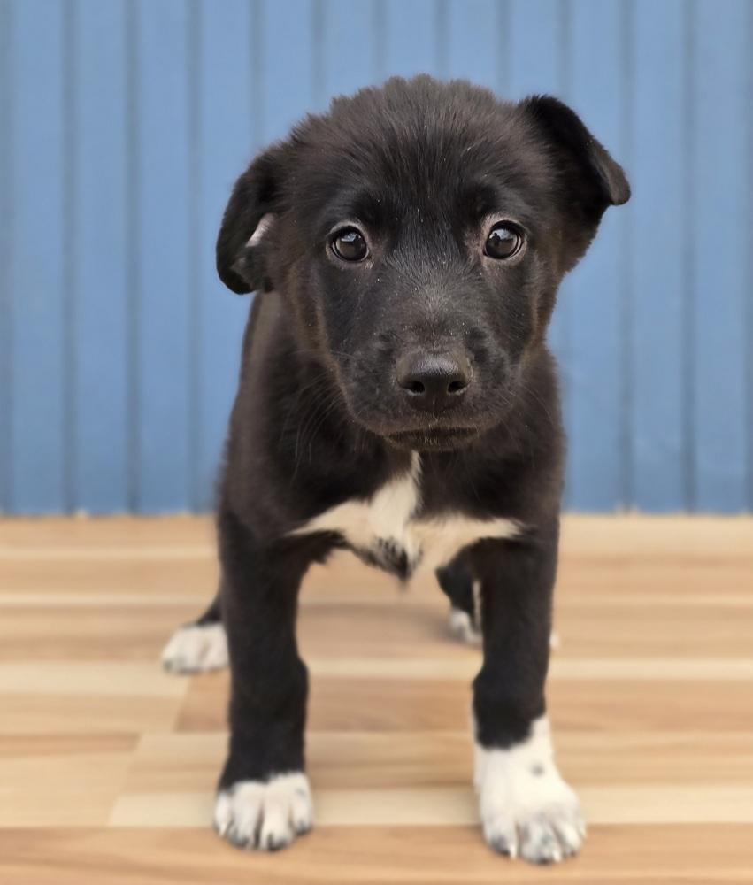 Enlarge Ernest, a Adopted mixed breed in Sedalia, CO image 2/6
