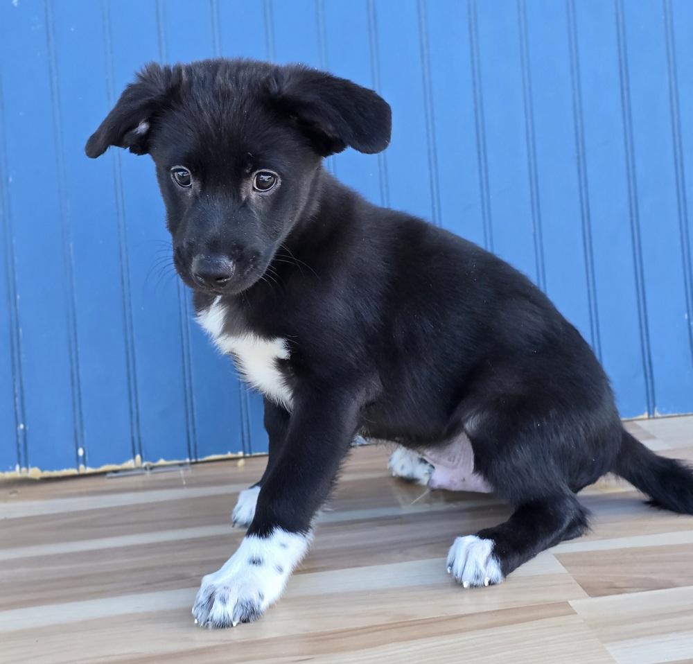 Enlarge Ernest, a Adopted mixed breed in Sedalia, CO image 3/6