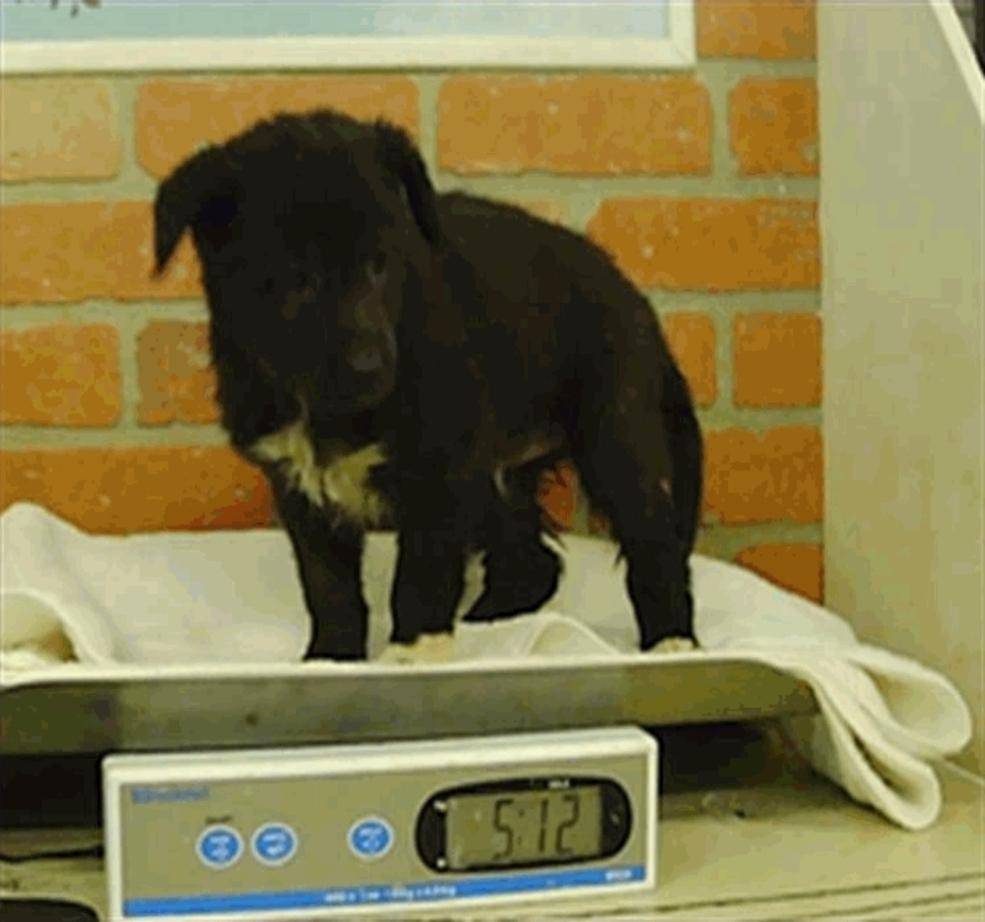 Enlarge Ernest, a Adopted mixed breed in Sedalia, CO image 4/6