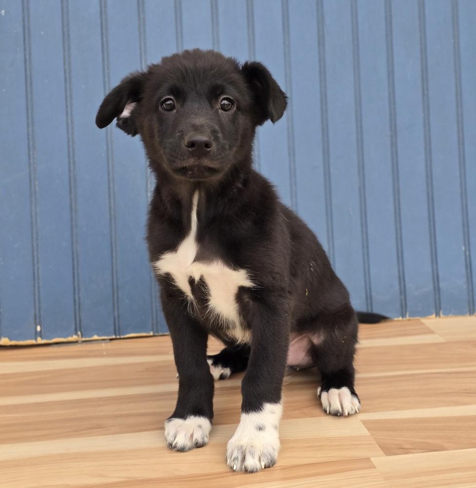 Enlarge Ernest, a Adopted mixed breed in Sedalia, CO image 5/6