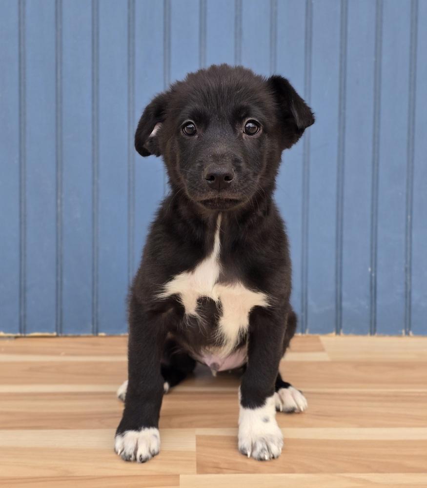 Enlarge Ernest, a Adopted mixed breed in Sedalia, CO image 6/6