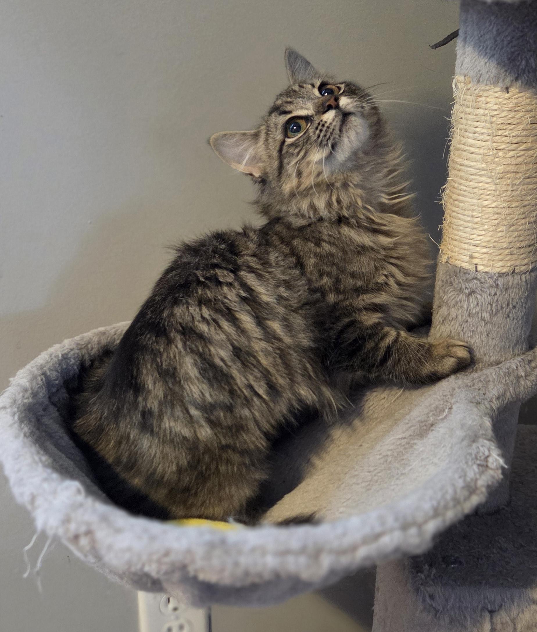 Enlarge Chamble (and Bumble), an adopted Tabby in Brighton, MI image 4/6