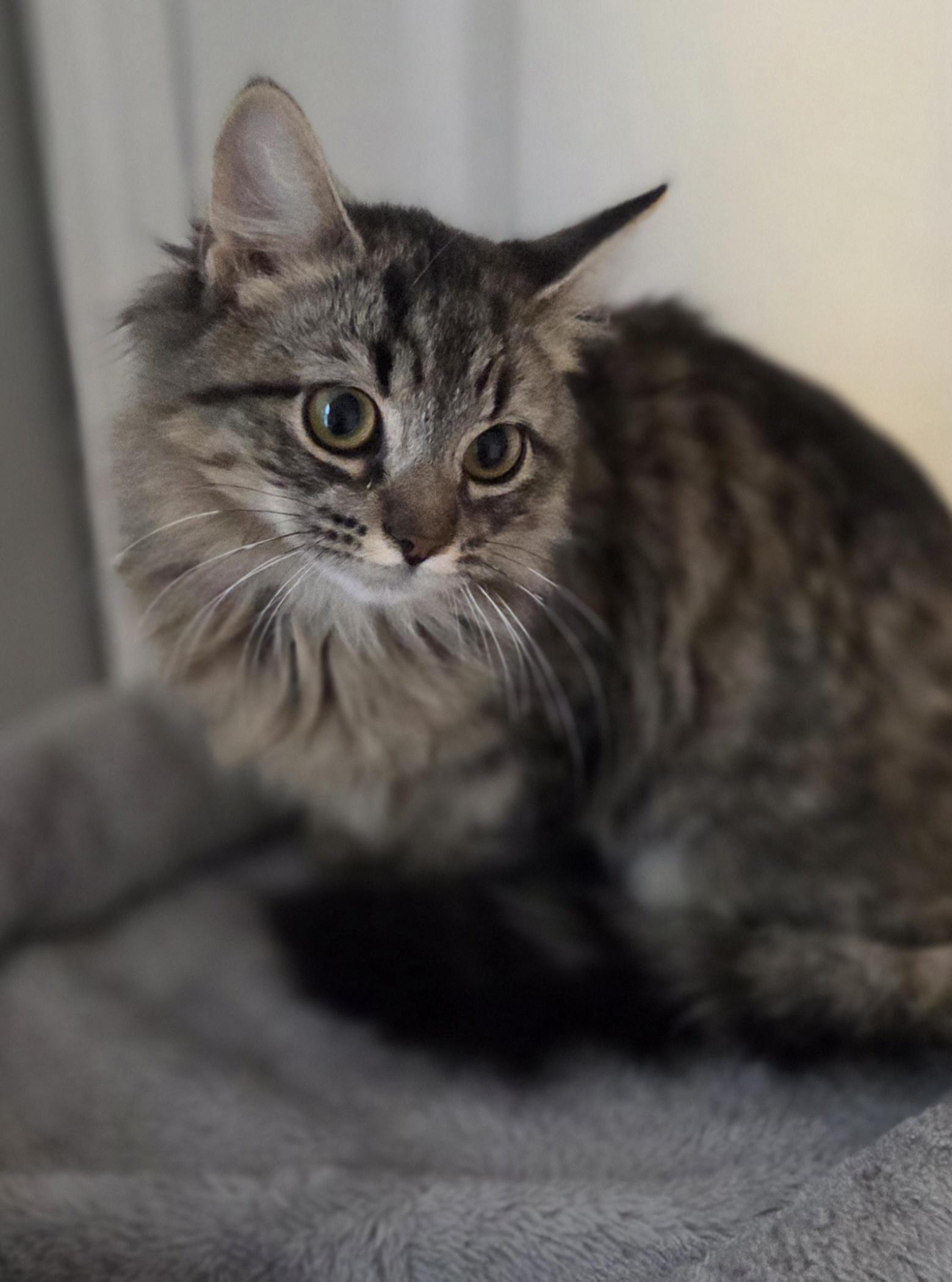 Enlarge Chamble (and Bumble), an adopted Tabby in Brighton, MI image 6/6