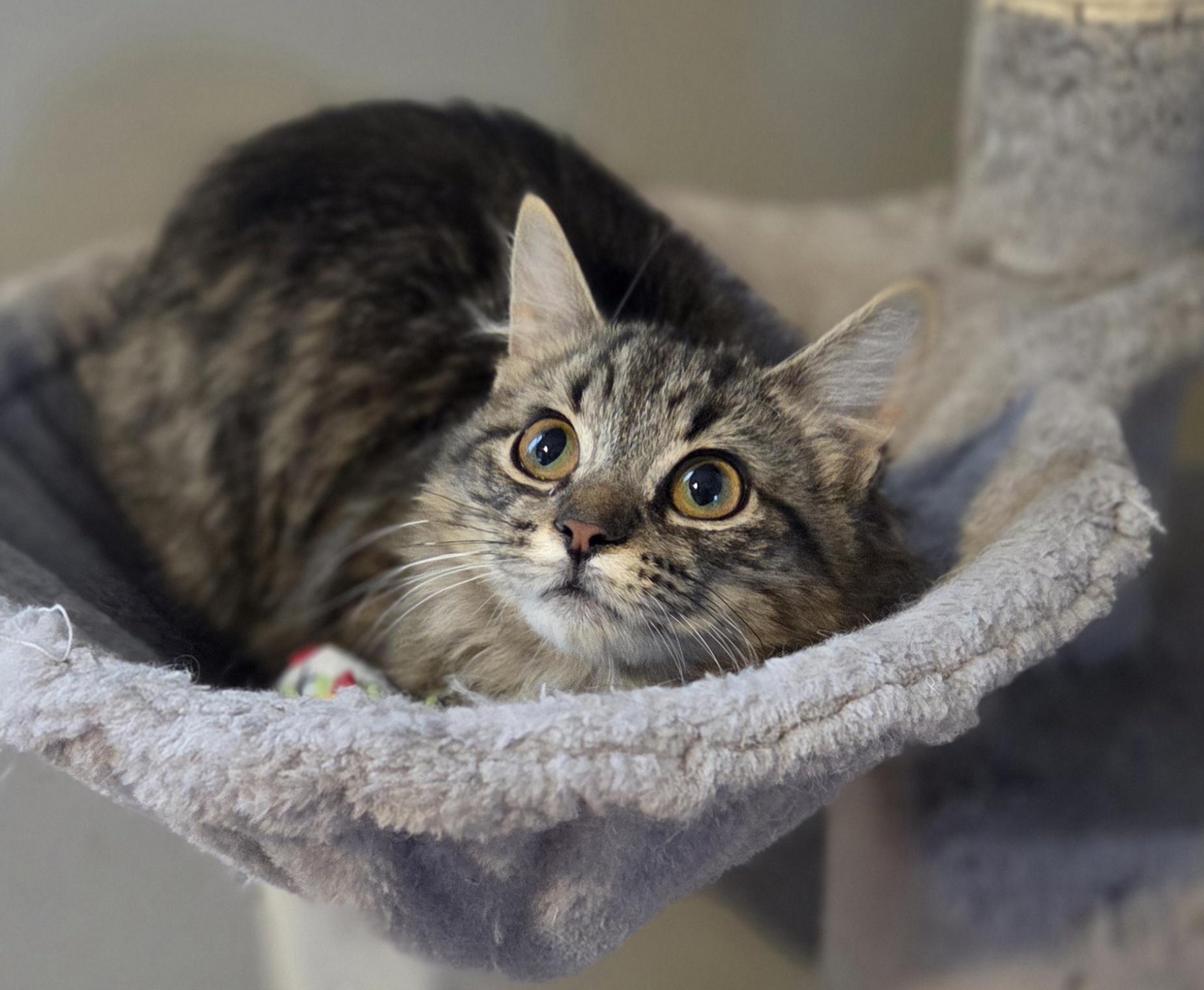 Enlarge Chamble (and Bumble), an adopted Tabby in Brighton, MI image 5/6