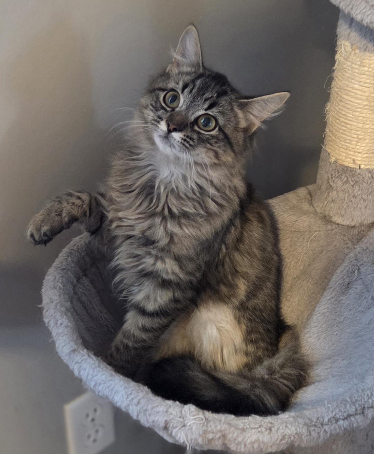 Chamble (and Bumble), adopted, Kitten Female Tabby.