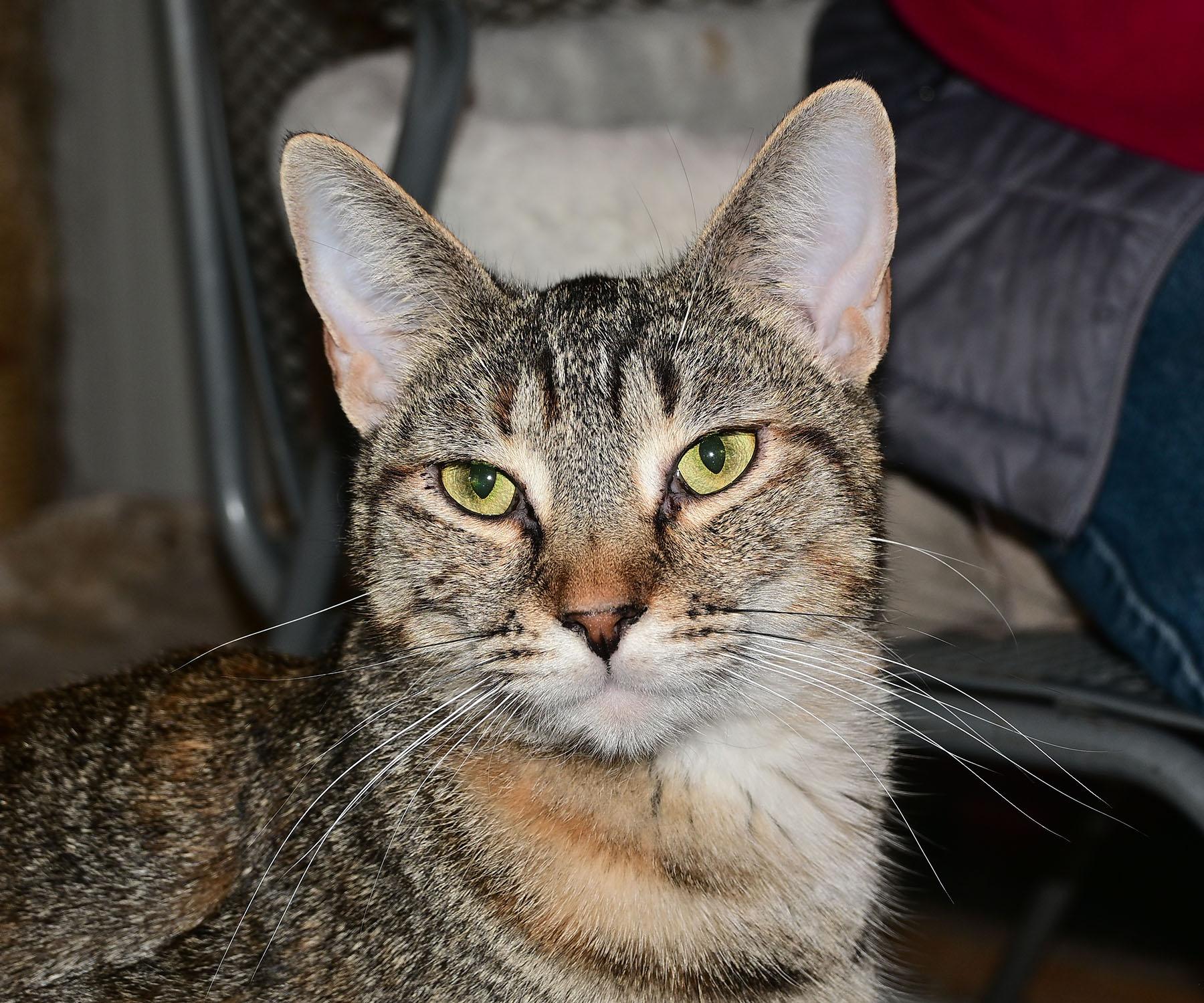 Enlarge Petal, a Adoptable Domestic Short Hair in Corrales, NM image 1/1
