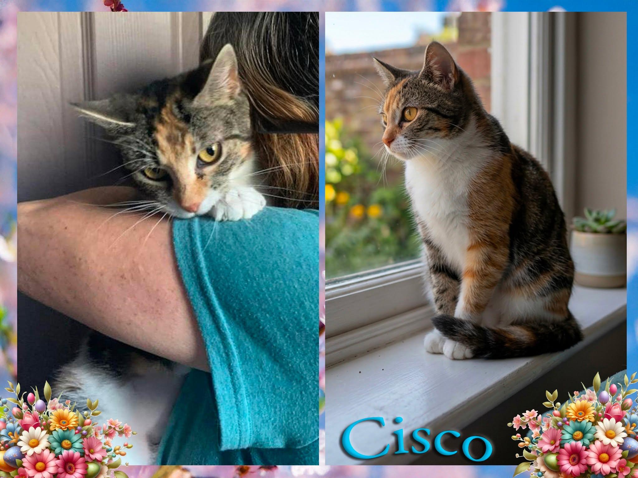 Enlarge Cisco, a ADOPTABLE Domestic Short Hair in Corinth, NY image 1/1