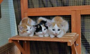Georgia, a Adoptable Calico in New Market, MN image 3/3