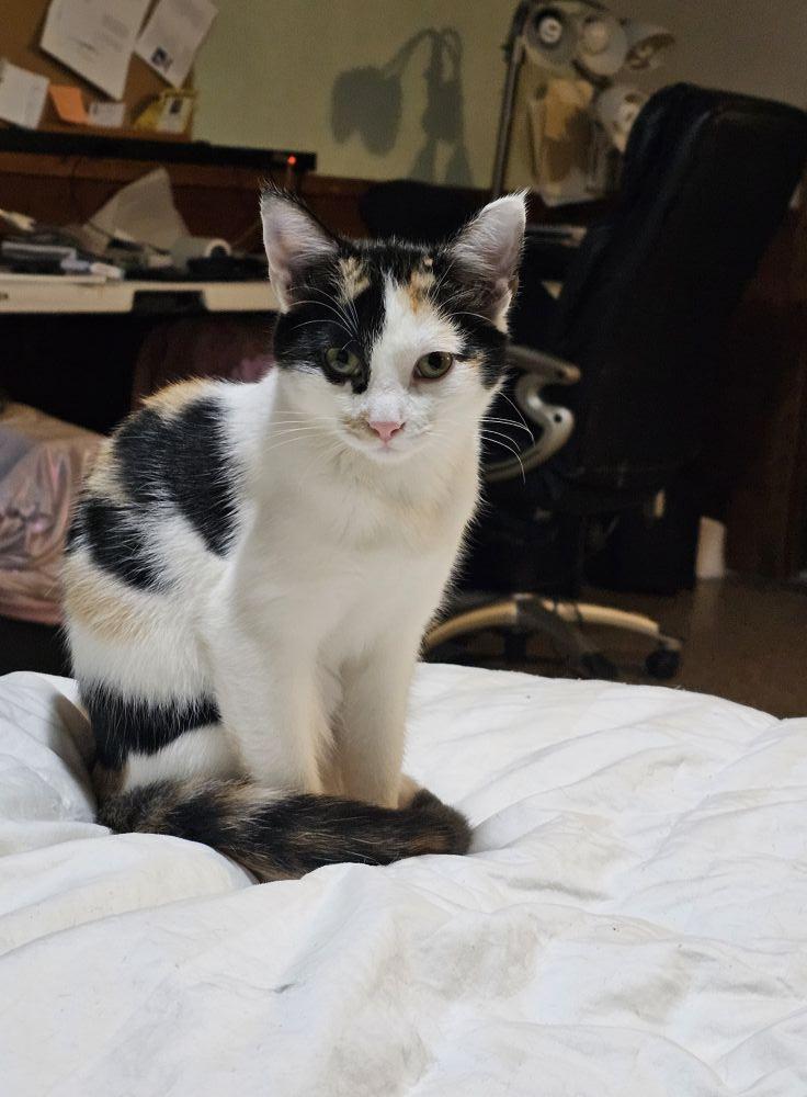 Georgia, Adoptable, Kitten Female Calico.