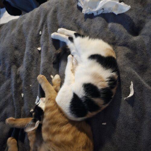 Enlarge Georgia, a Adoptable Calico in New Market, MN image 2/2