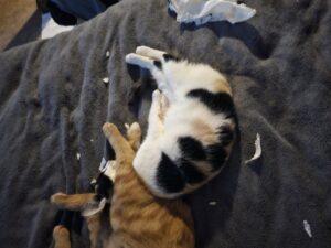 Georgia, a Adoptable Calico in New Market, MN image 2/3