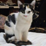 Georgia, a Adoptable Calico in New Market, MN image 1/3