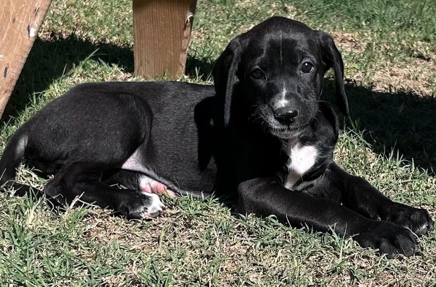 Enlarge Perjury, a Adoptable mixed breed in Phoenix, AZ image 1/6