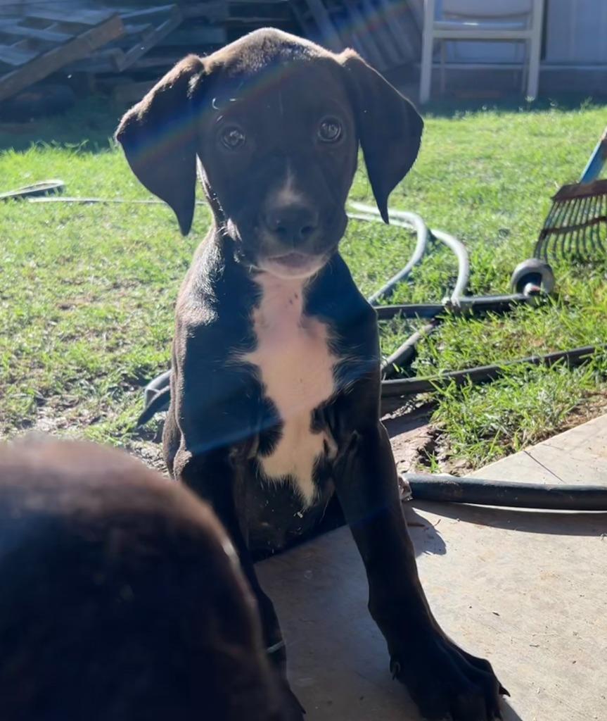 Enlarge Perjury, a Adoptable mixed breed in Phoenix, AZ image 2/6