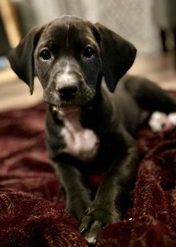 Enlarge Perjury, a Adoptable mixed breed in Phoenix, AZ image 3/6